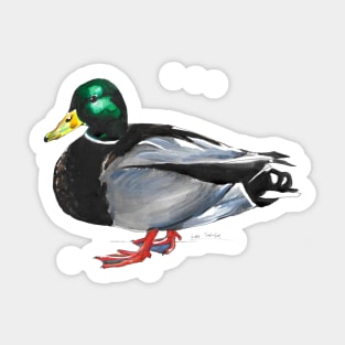 Mallard Duck - Male Sticker